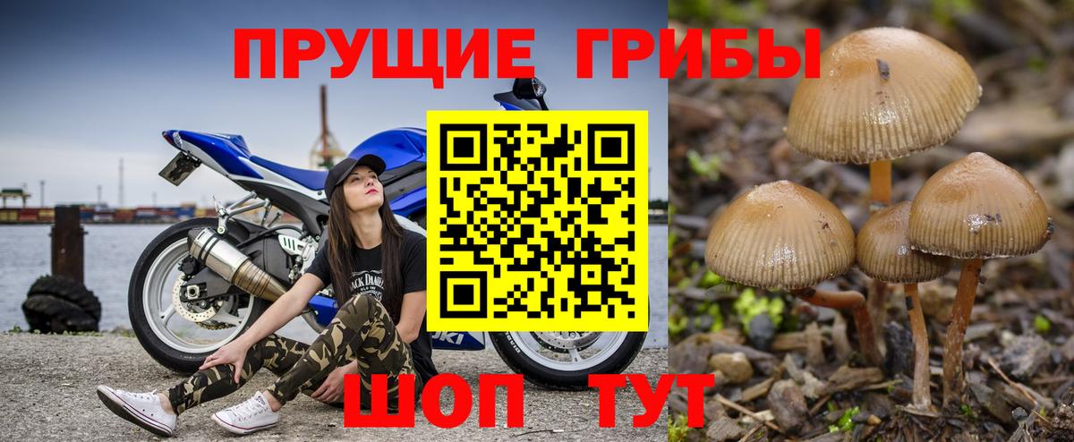 Псилоцибиновые грибы Cubensis Альметьевск